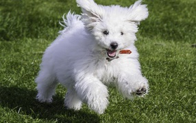 Счастливая собака породы бишон-фриз бежит по лужайке