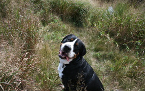 Happy great Swiss Mountain Dog in the tall grass