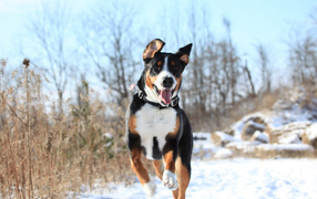Happy great Swiss Mountain Dog running in the snow