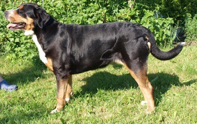 Счастливый большой швейцарский зенненхунд на фоне кустов