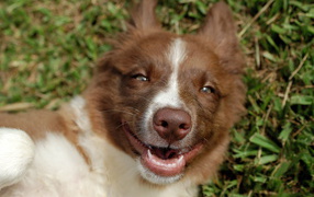 Happy red-haired Border Collie