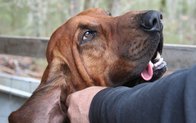 Host scratches an ear Bloodhound