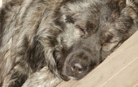 Огромная Кавказская овчарка спит