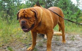 Huge Dogue de Bordeaux looking for something