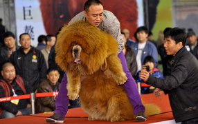 Huge Tibetan mastiff on the show