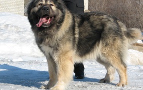 Huge kazakh sheepdog in the snow