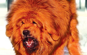 Huge orange Tibetan mastiff