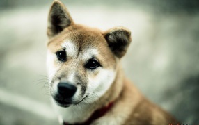 Japanese dog breed Akita Inu