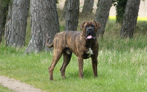 Large boxer on a walk