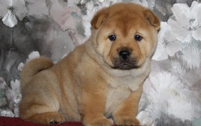 Little Chow-Chow