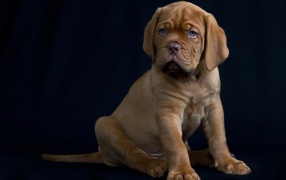 Маленький Бордоский дог на черном фоне