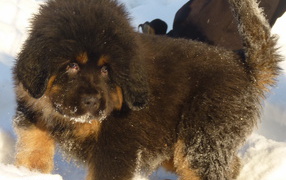 Little Tibetan mastiff on the snow