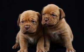 Little puppies of Dogue de Bordeaux 