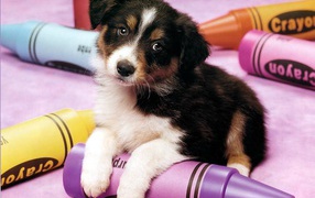 Маленькая грустная собачка