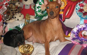 Miniature Pinscher and his prizes on the bed