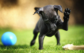 Miniature Pinscher playing in the yard