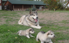 Mom and puppies Alaskan Malamute