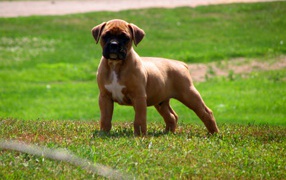 Muscular boxer puppy on grass