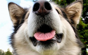 Морда Аляскинского маламута