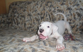 Игривый щенок аргентинского дога