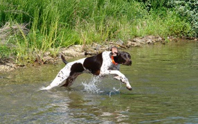 Pointer crossing the river