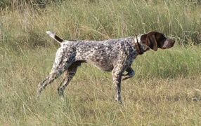 Pointer showing the way