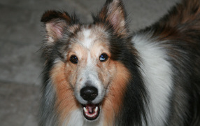 Portrait Sheltie breed dog