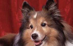 Портрет собаки породы шелти на красном фоне