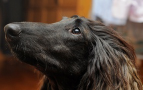 Портрет афганской борзой