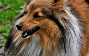 Portrait of a beautiful Sheltie breed dog