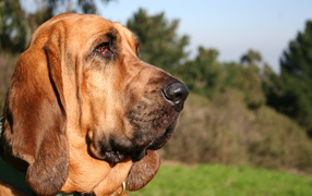 Portrait of a bloodhound on nature background