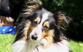 Portrait of a cute Sheltie breed dog on nature background