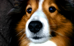 Portrait of a cute breed dog sheltie