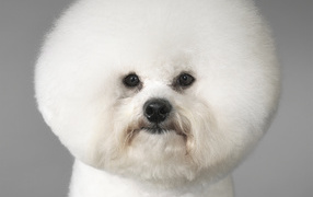 Portrait of a dog breed Bichon Frise