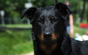 Портрет красивого босерона