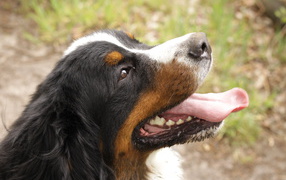 Portrait of a happy Bernese Mountain dog