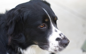 Портрет серьёзной бернской пастушьей собаки