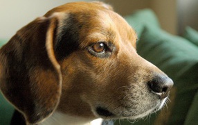 Portrait of a serious dog beagle