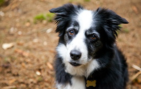 Portrait of a young Border Collie