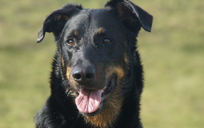 Портрет взрослого мокрого босерона