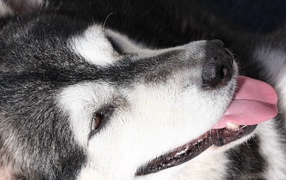 Портрет аляскинского маламута