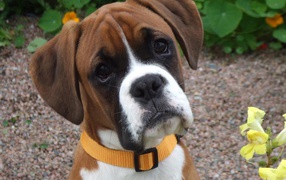 Портрет милого молодого боксёра