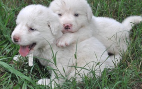 Puppies Great Pyrenees dog