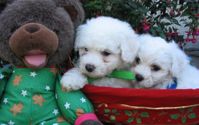 Puppies breed Bichon Frise and stuffed toy