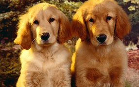 Puppies of Golden terrier