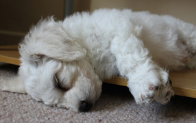 Щенок породы бишон-фриз заснул