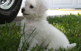 Щенок породы бишон-фриз возле машины
