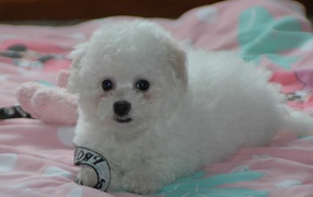 Puppy Bichon Frise on the bed