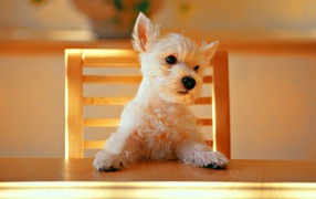 Puppy at the table