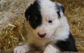 Puppy border collie on a background of hay